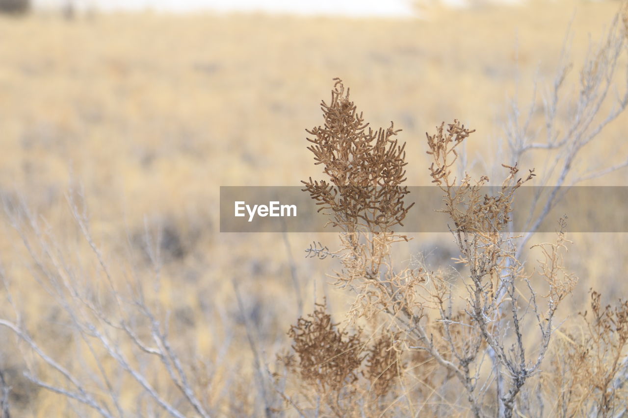 plant, grass, frost, landscape, nature, field, land, prairie, environment, beauty in nature, growth, winter, tranquility, no people, focus on foreground, rural scene, branch, scenics - nature, outdoors, agriculture, day, sky, close-up, gold, tree, crop, flower, sunlight, plain, wheat, tranquil scene, non-urban scene, cereal plant, dry, cold temperature, selective focus, grassland, backgrounds, snow, meadow, freshness, food and drink, autumn, food