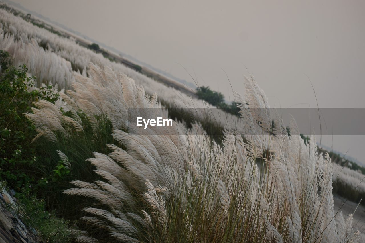 CLOSE-UP OF STALKS AGAINST CLEAR SKY ON LAND