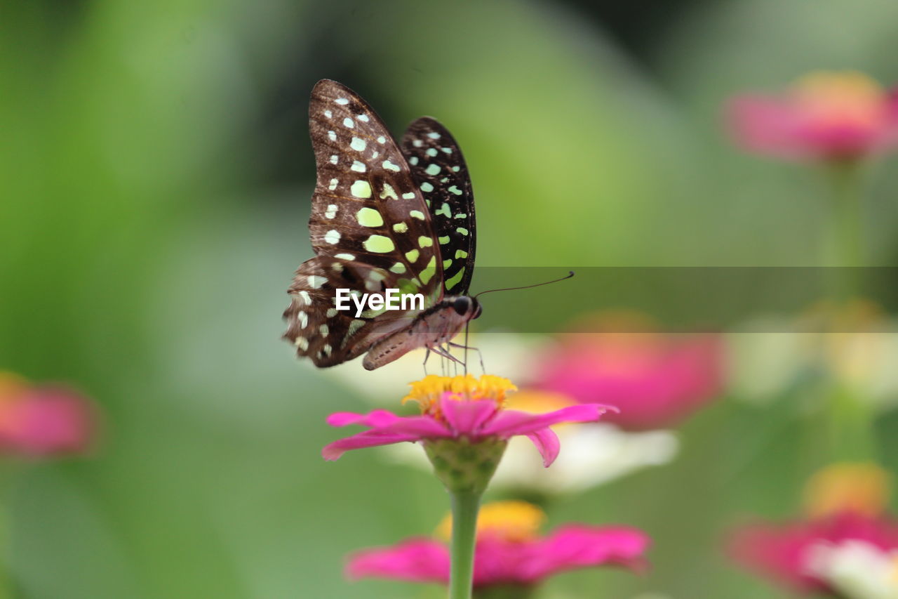 BUTTERFLY POLLINATING ON PINK FLOWER