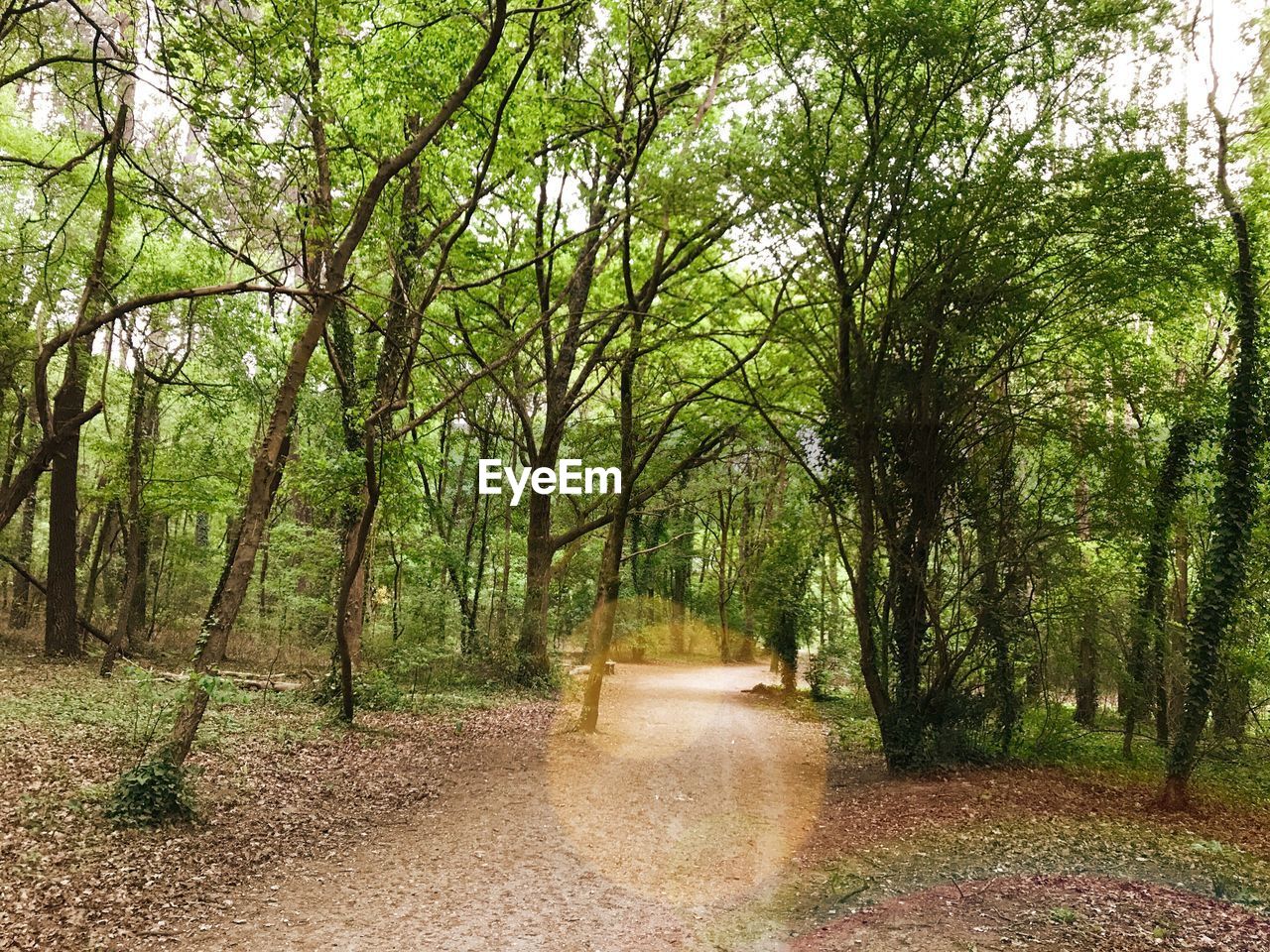 Trees growing in park