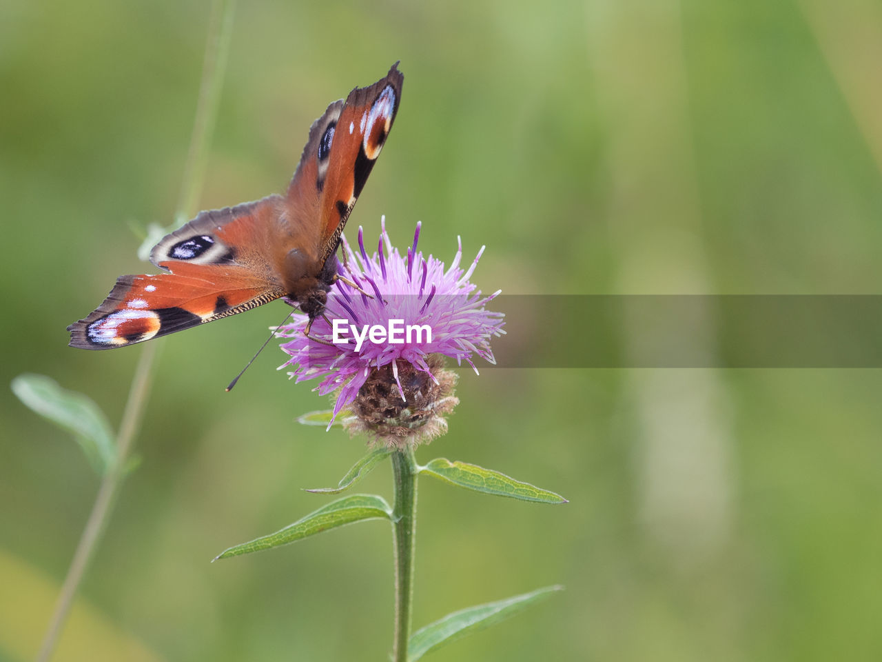 Close-up of butterfly on thistle