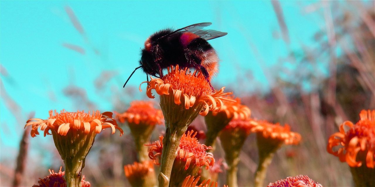 Close-up of bumblebee on orange flowers