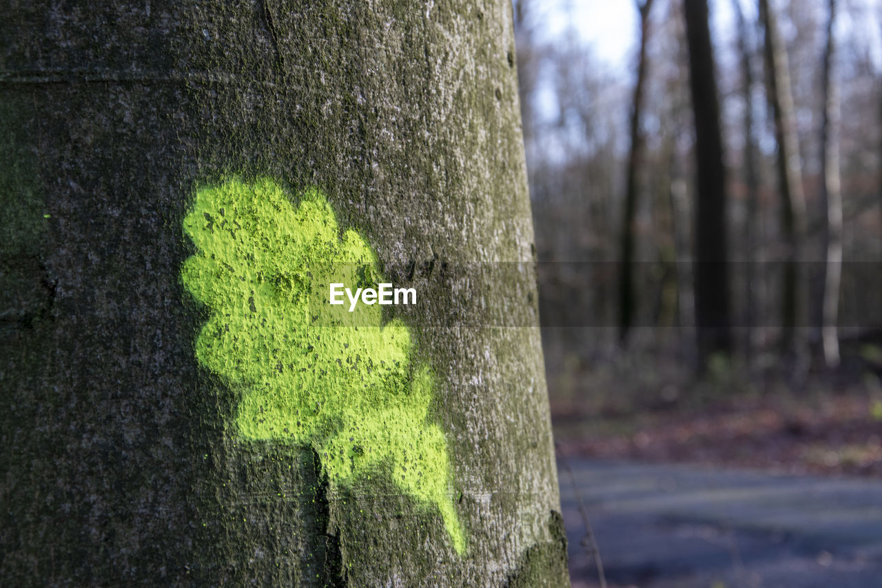 CLOSE-UP OF TREE TRUNK WITH MOSS