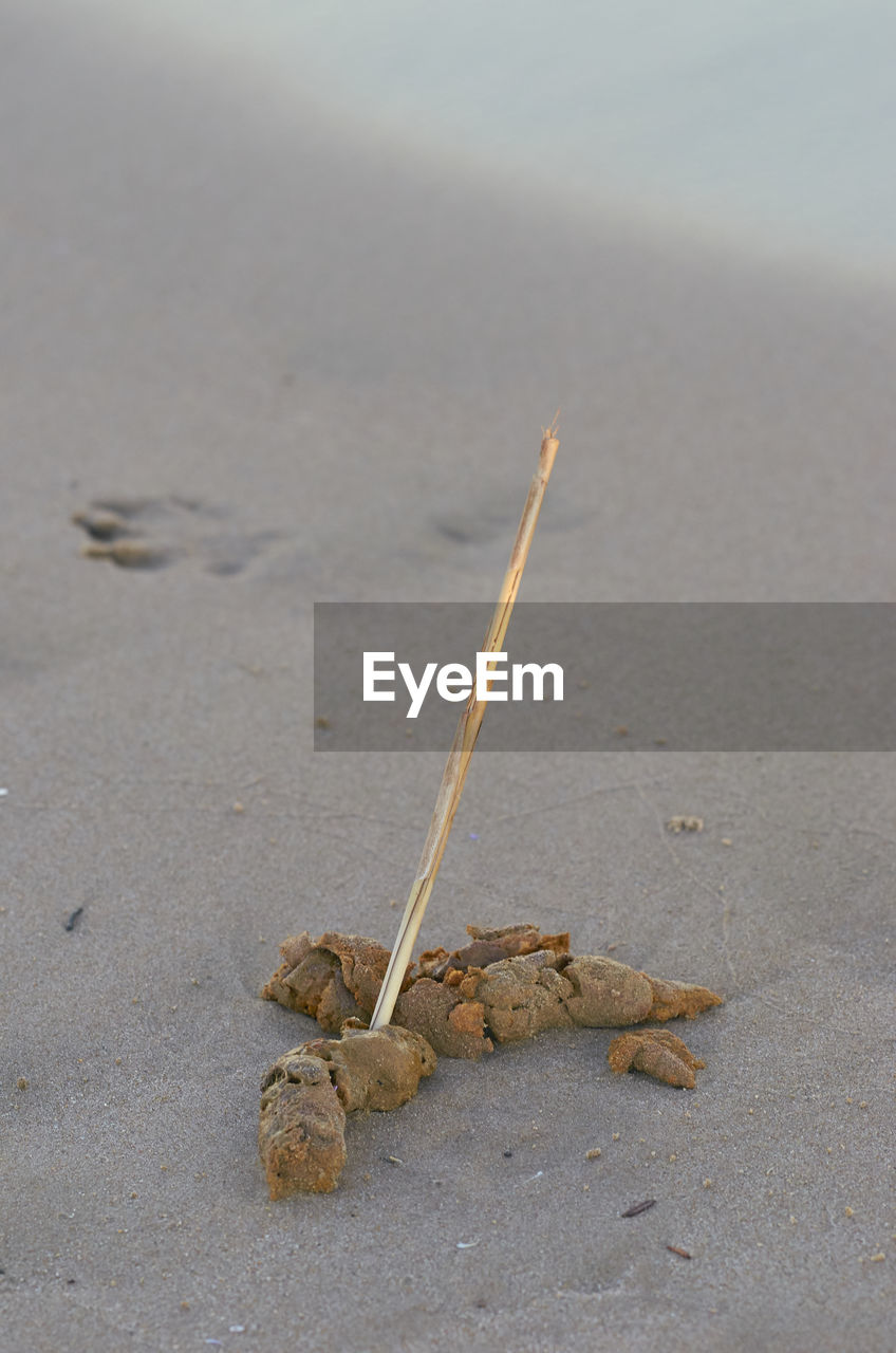 HIGH ANGLE VIEW OF CRAB ON SAND