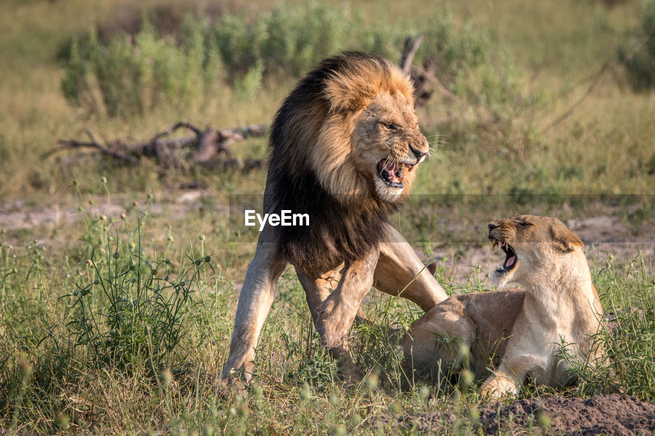 Lion and lioness rough housing on field