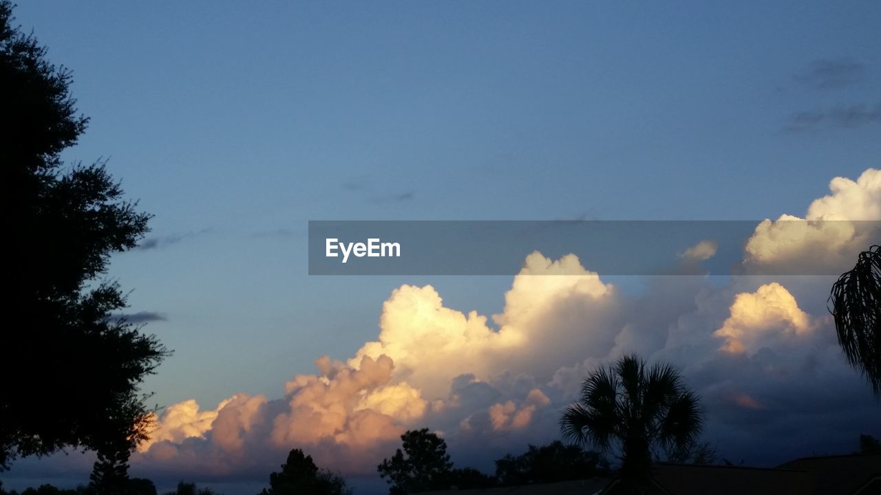 LOW ANGLE VIEW OF TREE AGAINST SKY