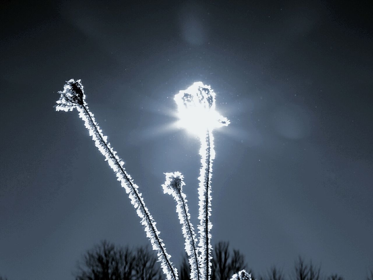 Sunlight streaming through frozen plant against sky