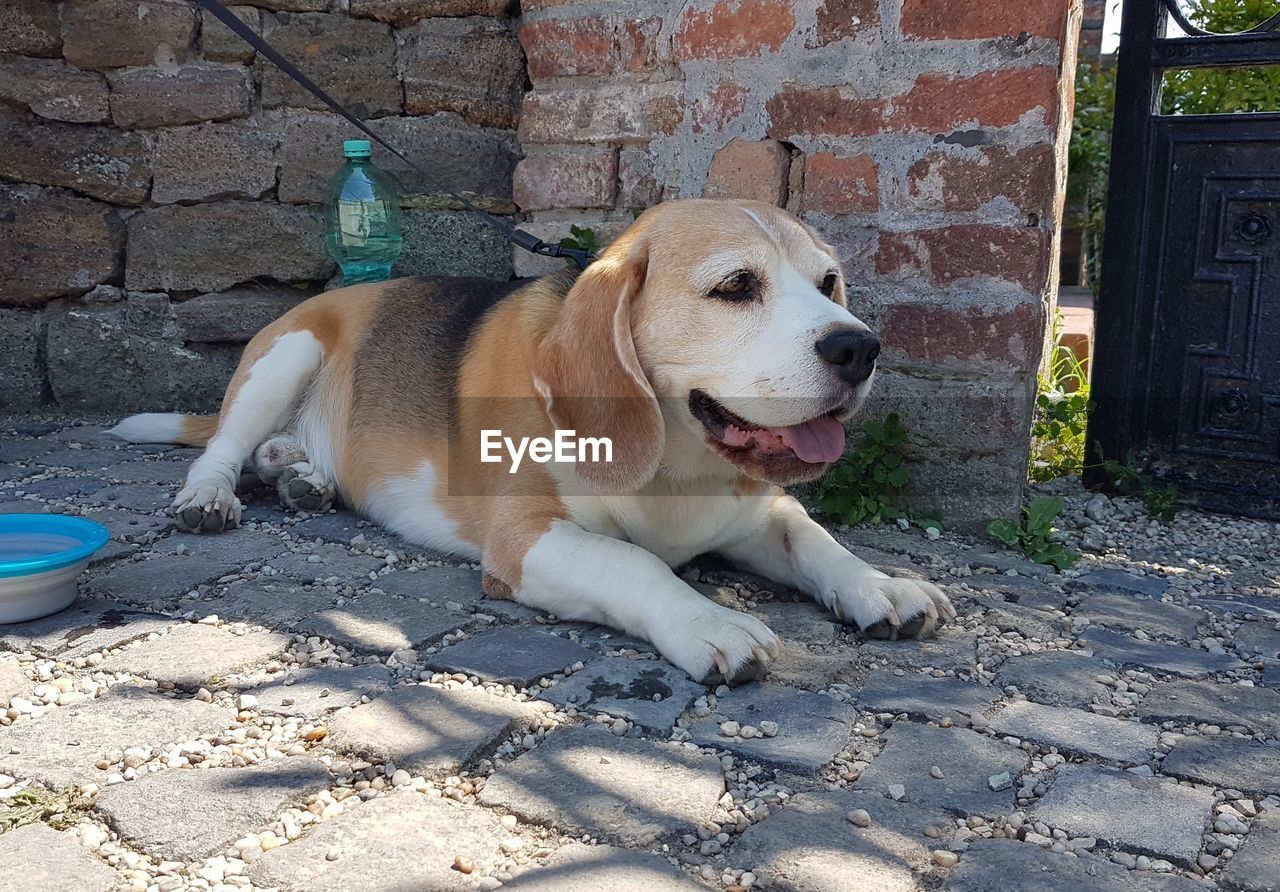 DOG RESTING ON WALL OUTDOORS