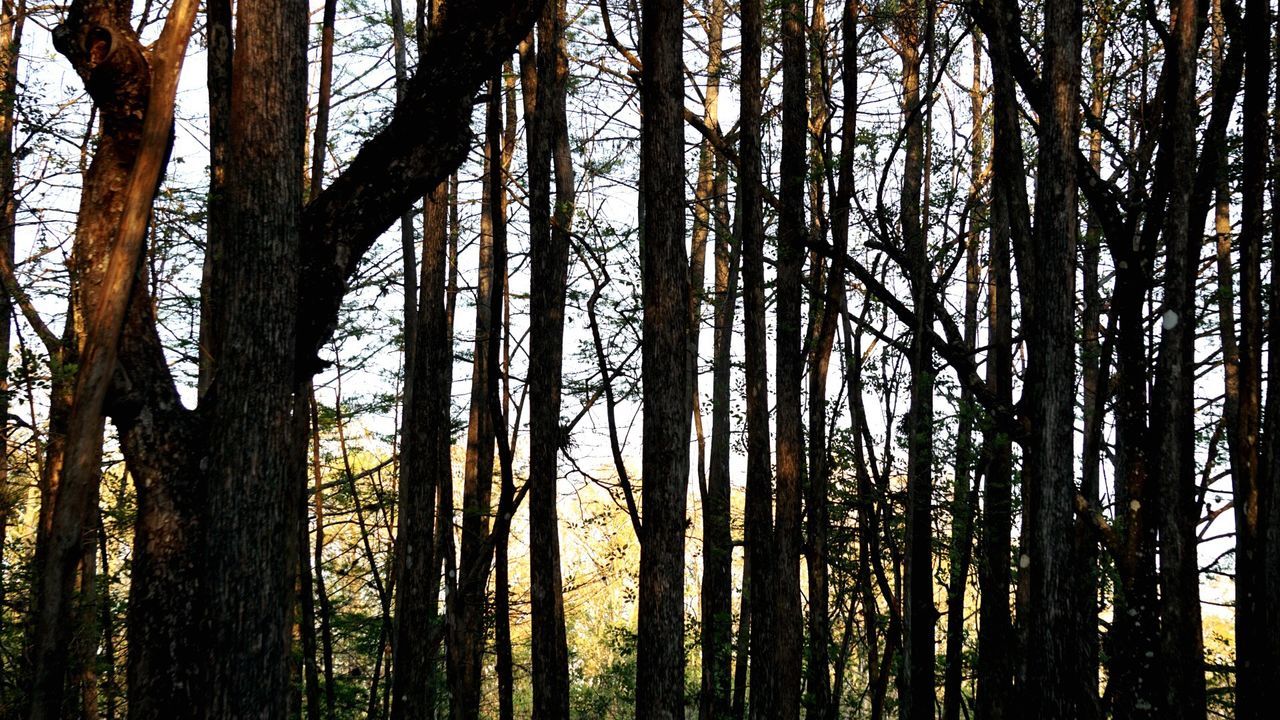 LOW ANGLE VIEW OF TREES AGAINST SKY