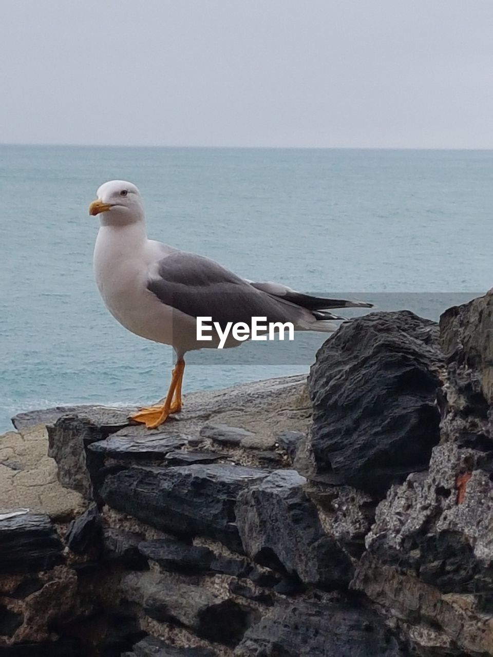 Seagull perching on rock by sea against sky