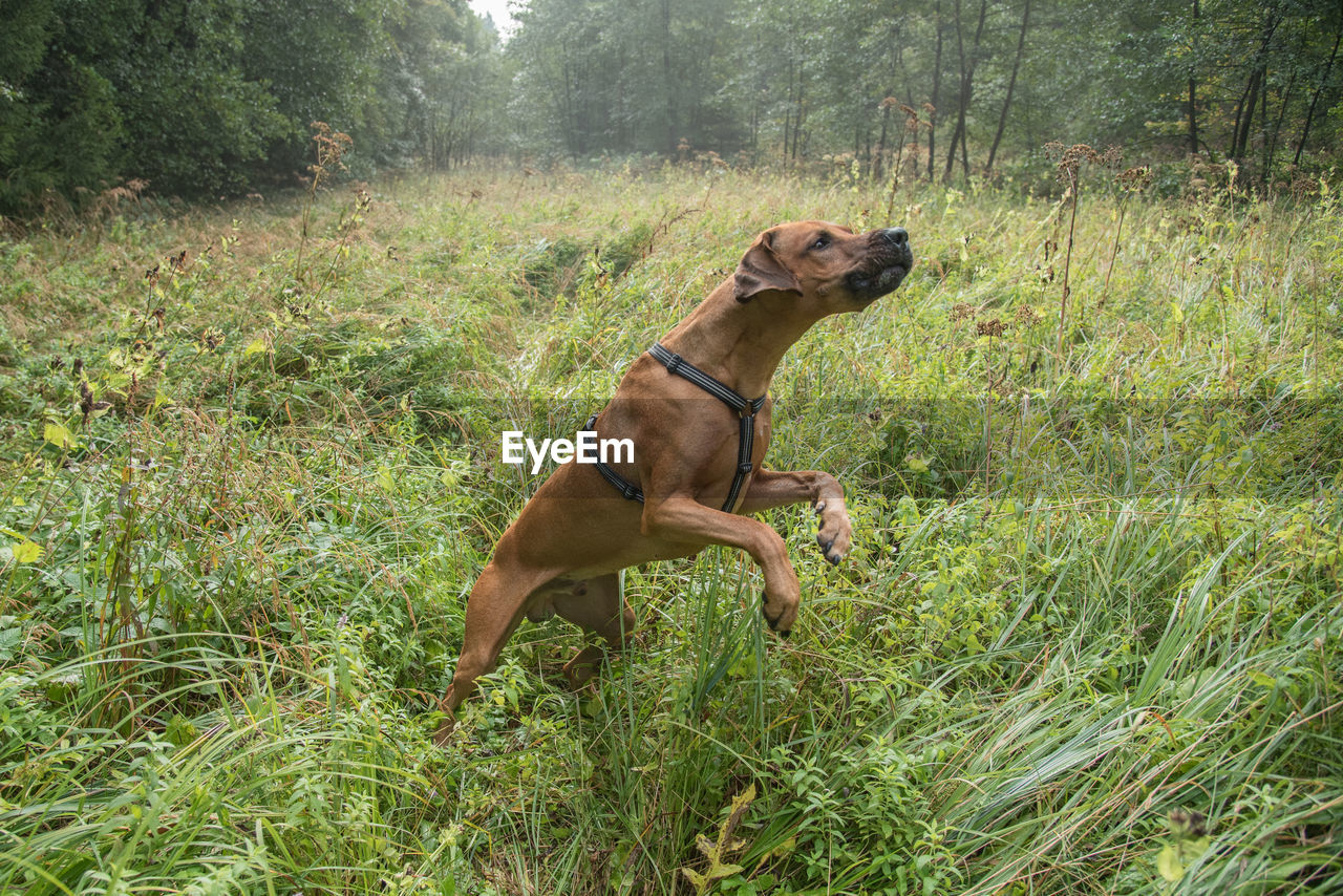 VIEW OF DOG ON GRASS