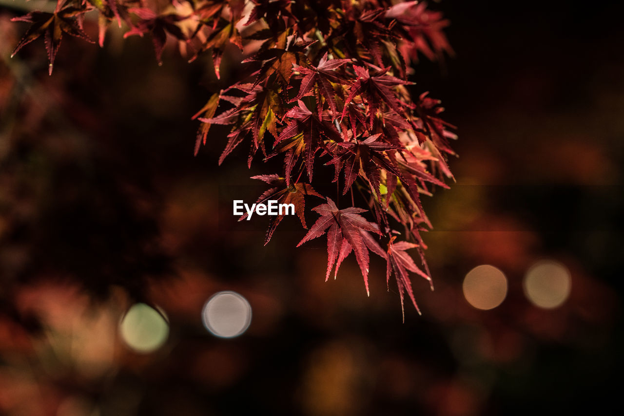CLOSE-UP OF AUTUMNAL TREE