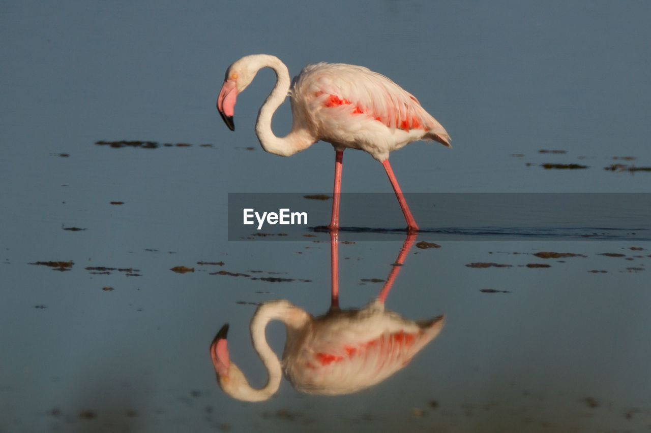 Close-up of flamingo perching on lake