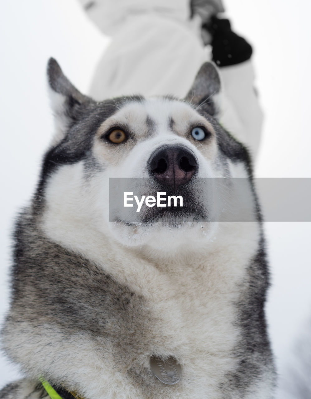 CLOSE-UP PORTRAIT OF DOG ON SNOW