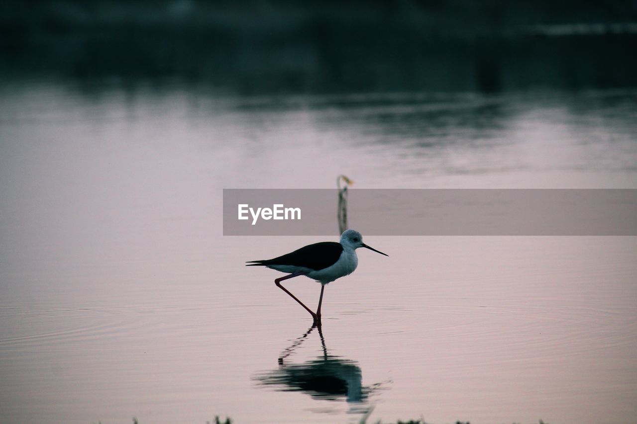 Bird perching on lake