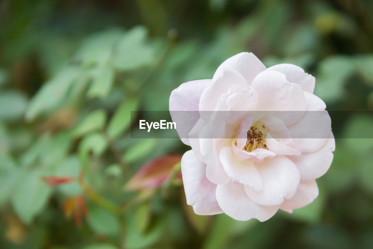 Close-up of white flower blooming outdoors