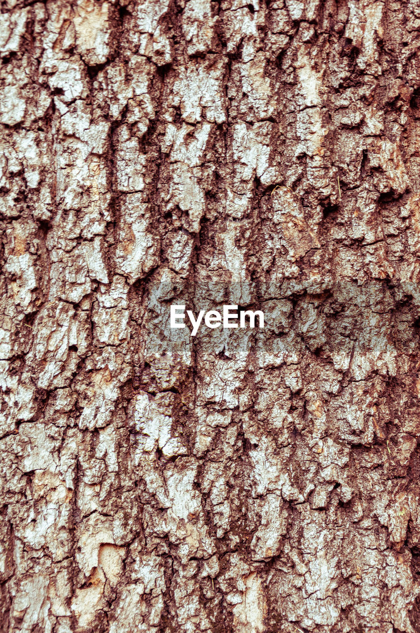 FULL FRAME SHOT OF TREE TRUNK WITH BARK