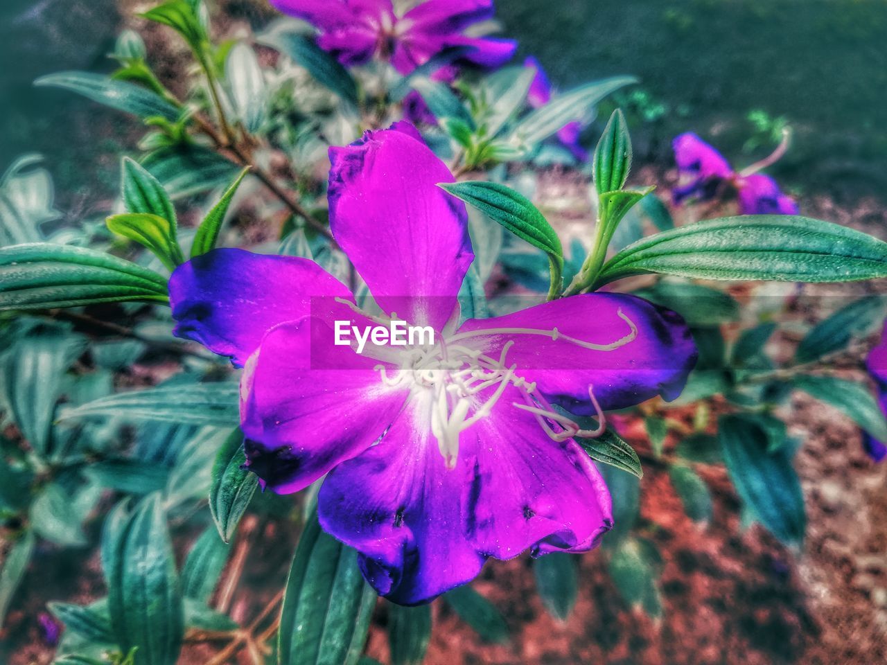 CLOSE-UP OF FLOWERING PLANT