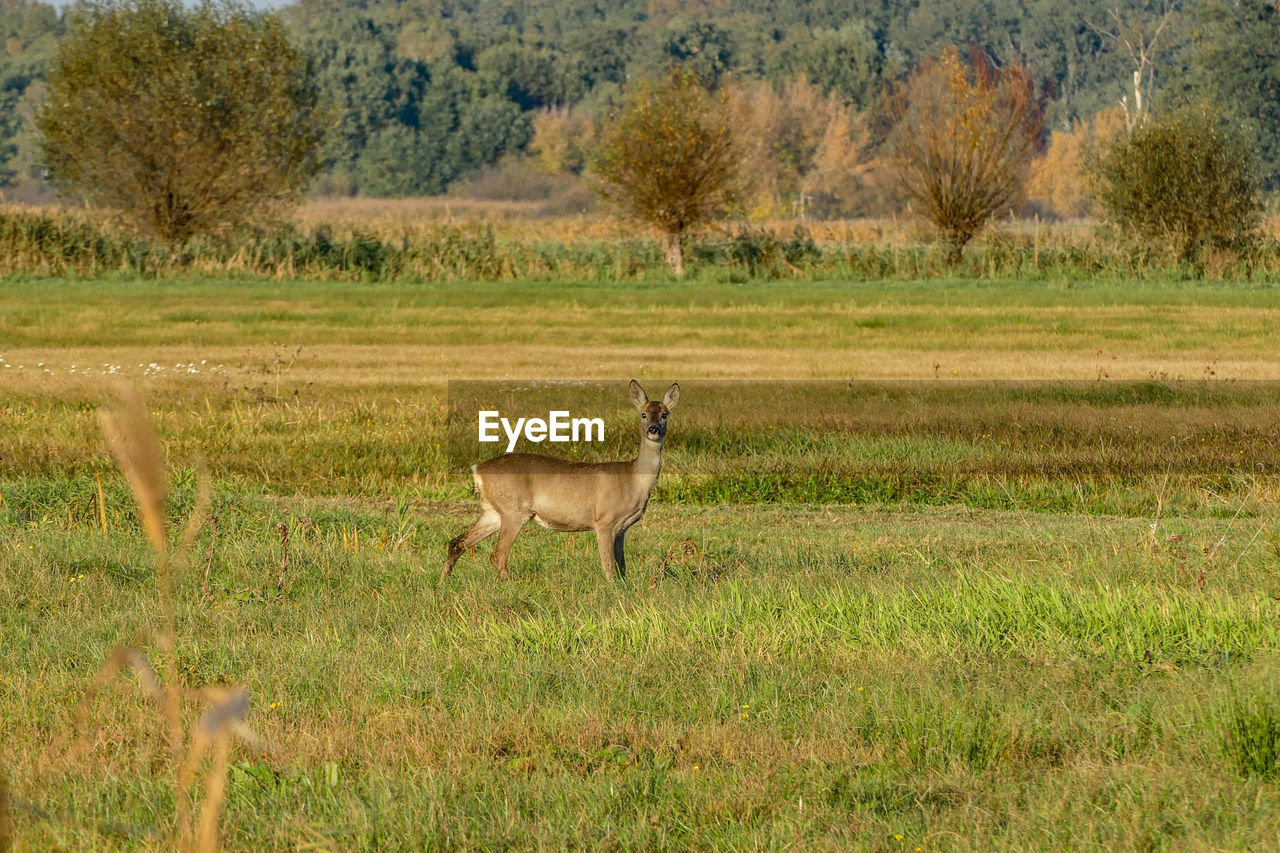 VIEW OF SHEEP ON FIELD