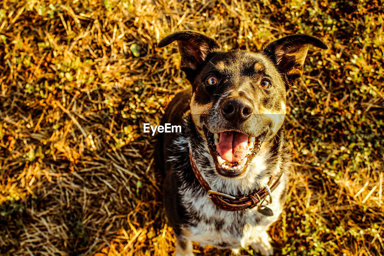 PORTRAIT OF DOG WEARING SUNGLASSES ON GROUND
