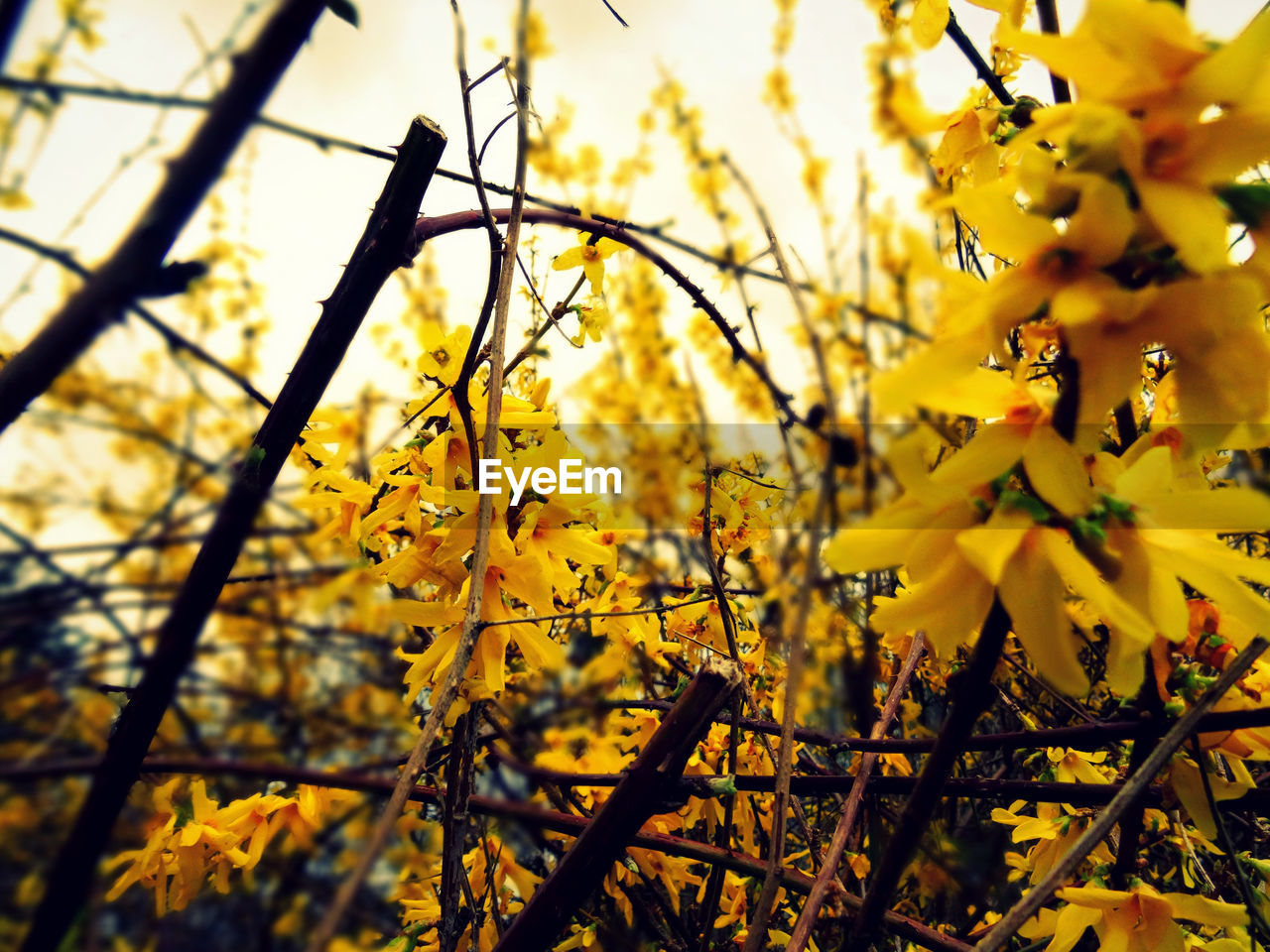 CLOSE-UP OF YELLOW MAPLE LEAVES ON TREE