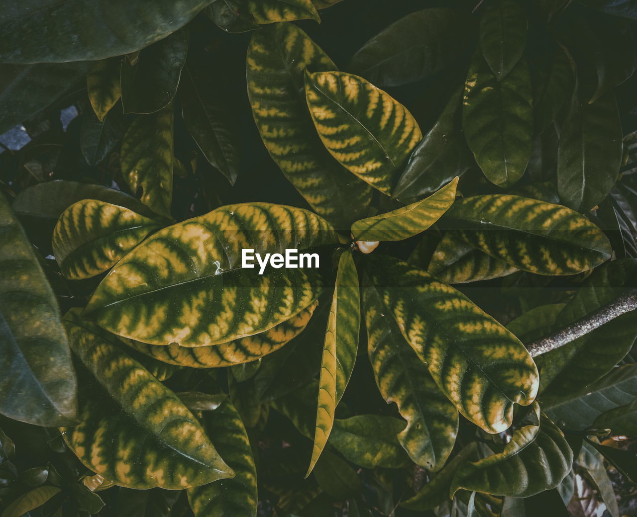 High angle view of leaves on plant