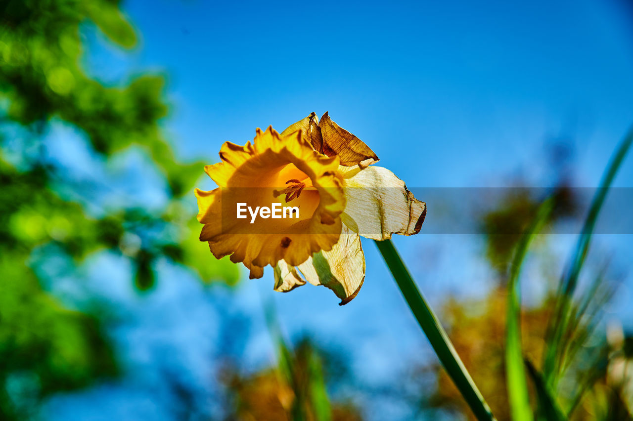 CLOSE-UP OF YELLOW FLOWER