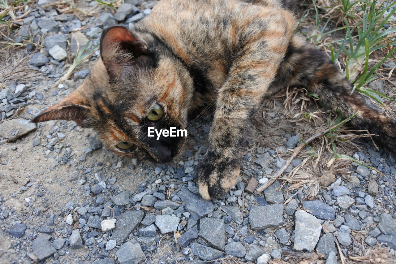 HIGH ANGLE VIEW OF CAT LYING ON FIELD