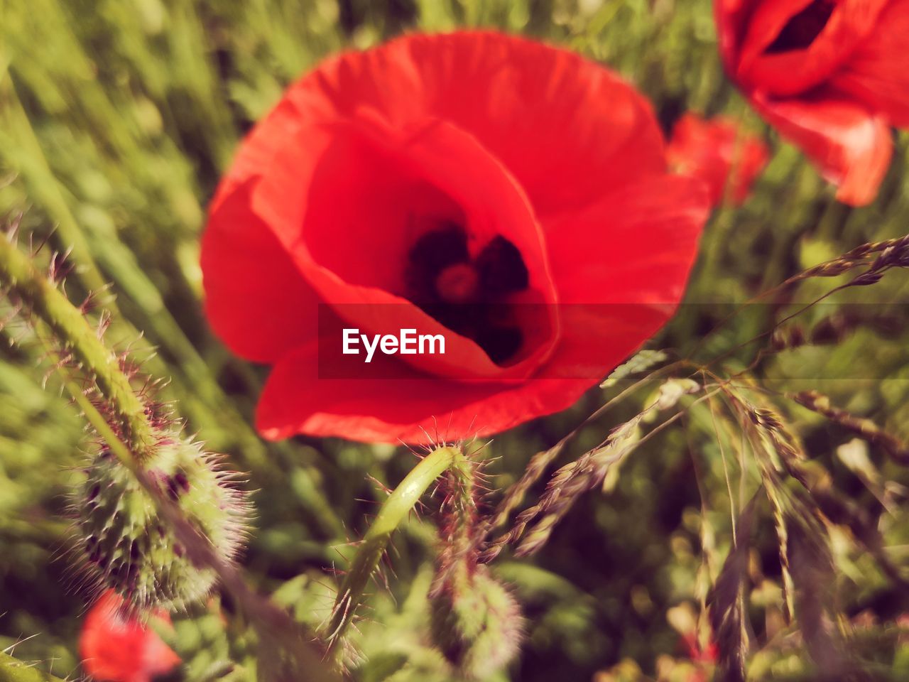 CLOSE-UP OF RED POPPY