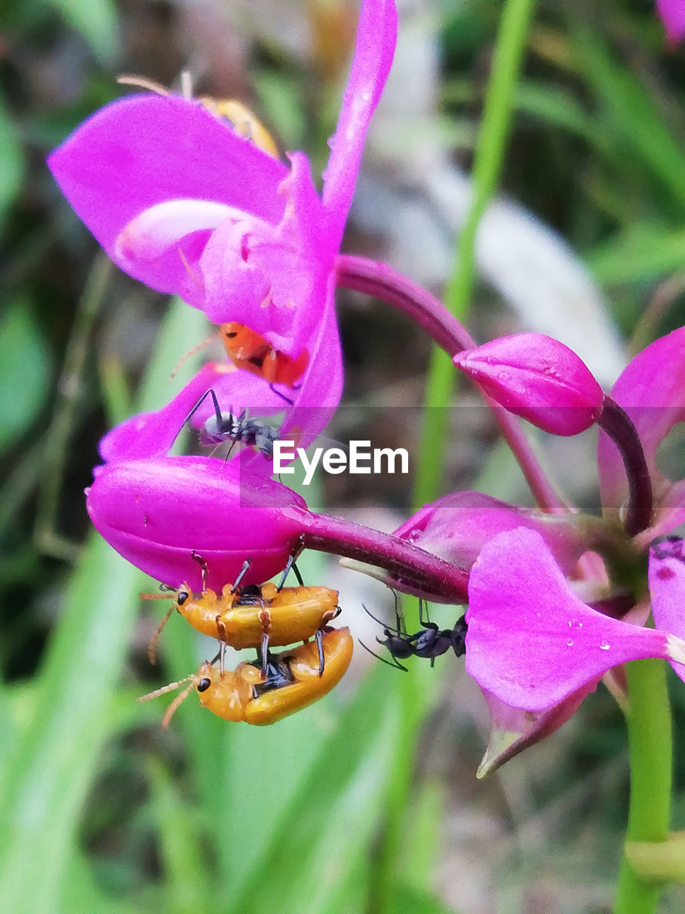 CLOSE-UP OF HONEY BEE POLLINATING ON FRESH PINK FLOWER