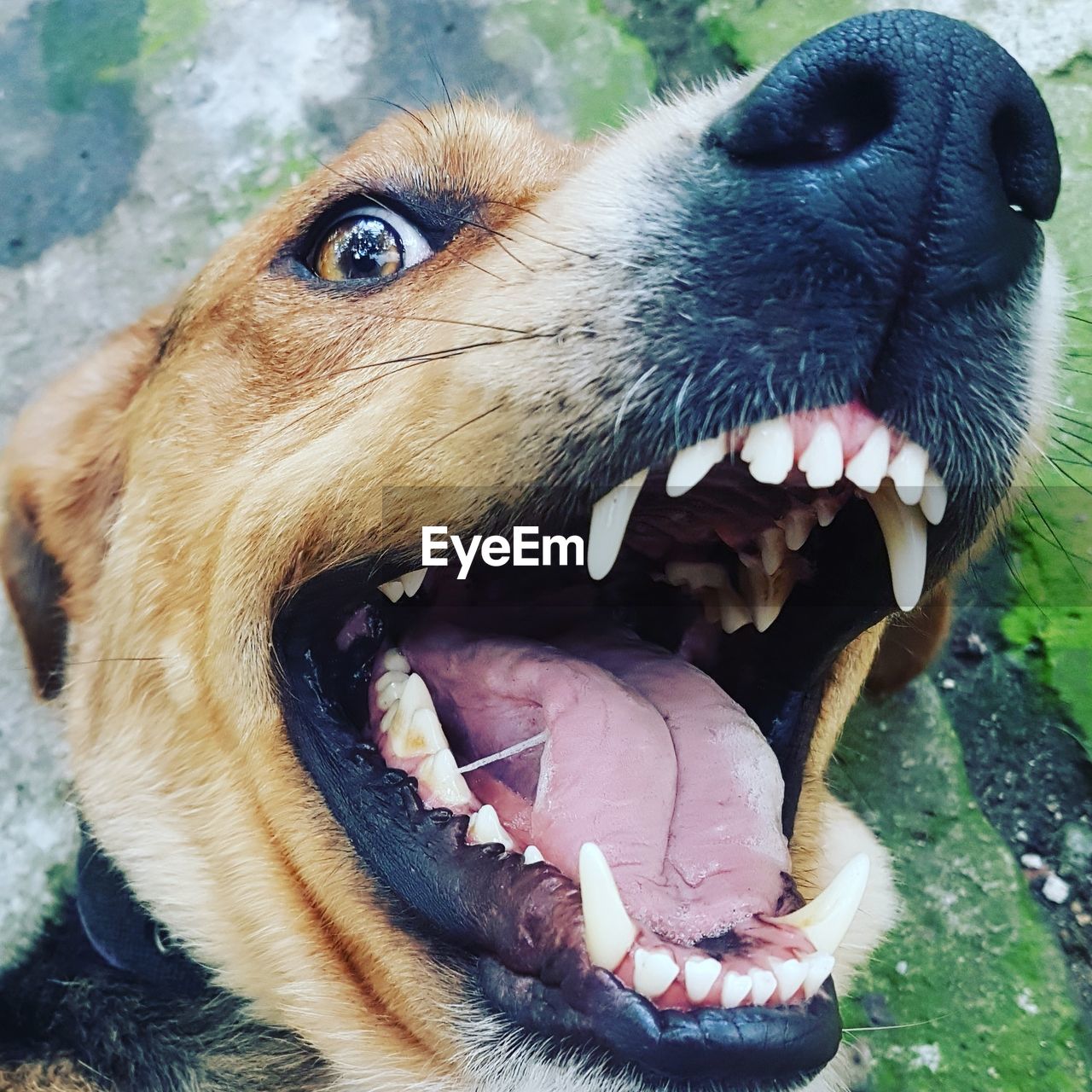 CLOSE-UP OF DOG WITH MOUTH OPEN