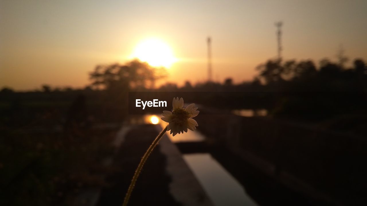 CLOSE-UP OF FLOWERING PLANT AGAINST SUNSET SKY