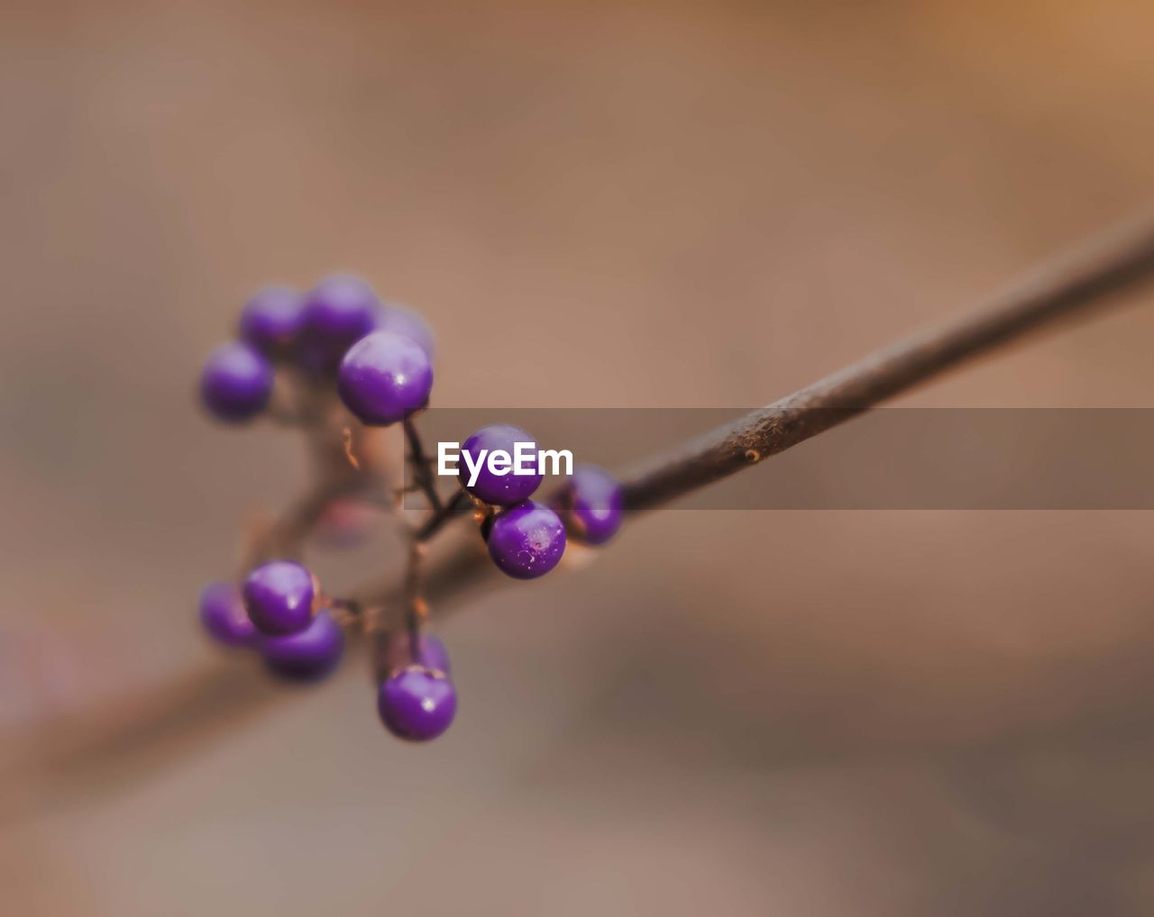 CLOSE-UP OF PURPLE BERRIES GROWING ON BRANCH