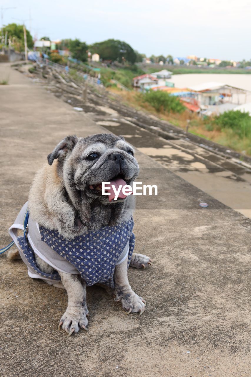 Portrait of a dog on road