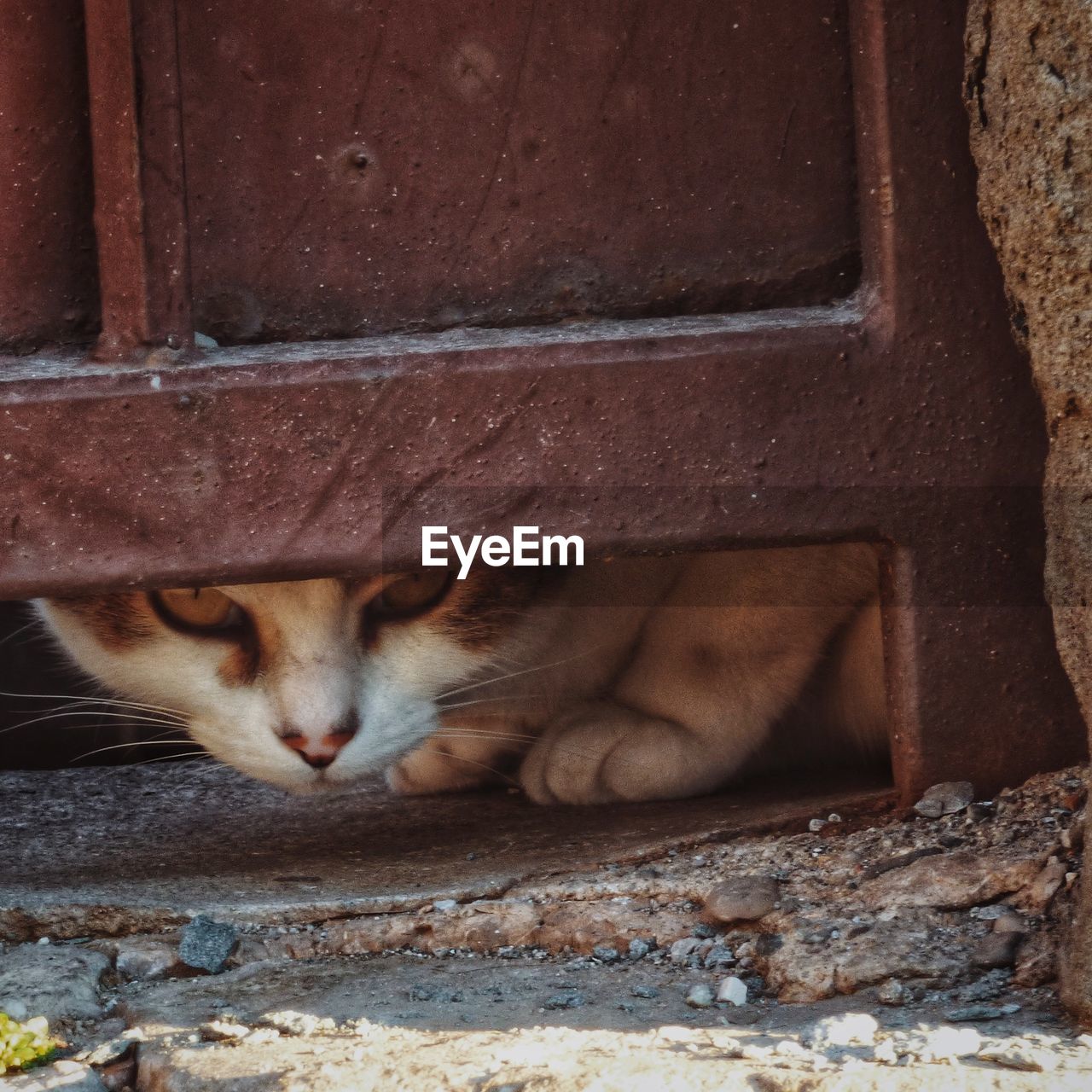 CLOSE-UP OF CAT RESTING ON WALL