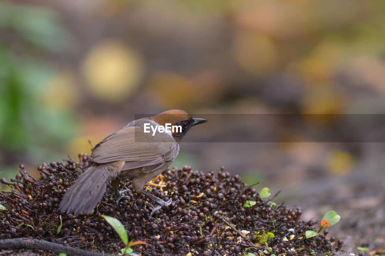 CLOSE-UP OF A BIRD PERCHING ON A FIELD