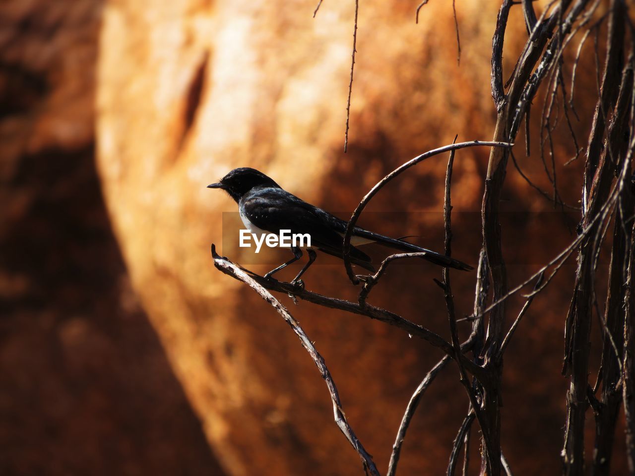 Willie wagtail perching on twig