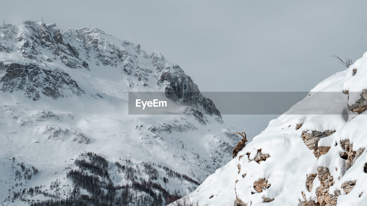 View of alpine ibex on snow covered mountains against sky