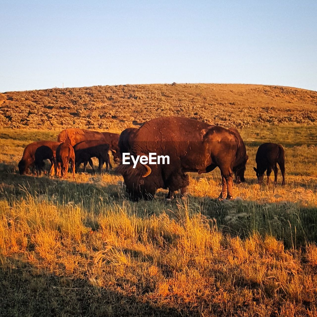 Buffalo on landscape against clear sky