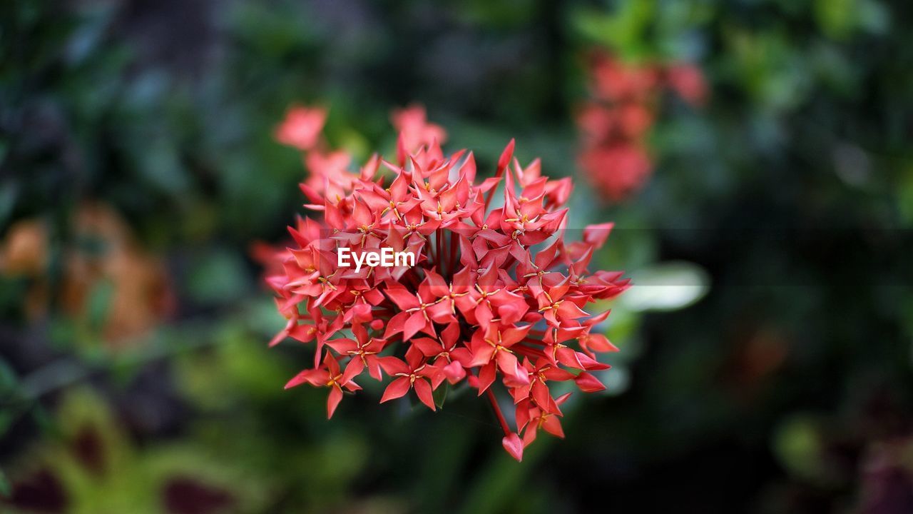 CLOSE-UP OF RED FLOWERING PLANTS