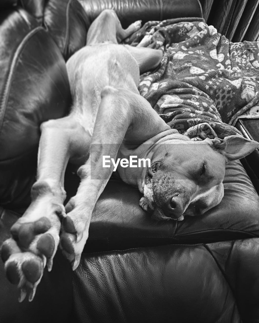 High angle view of dog relaxing on sofa at home