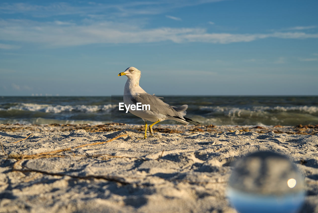 SEAGULL ON BEACH