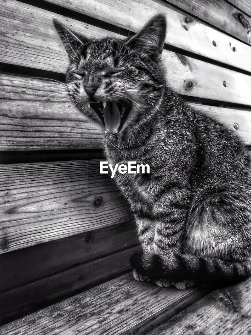 CLOSE-UP OF A CAT LOOKING AWAY