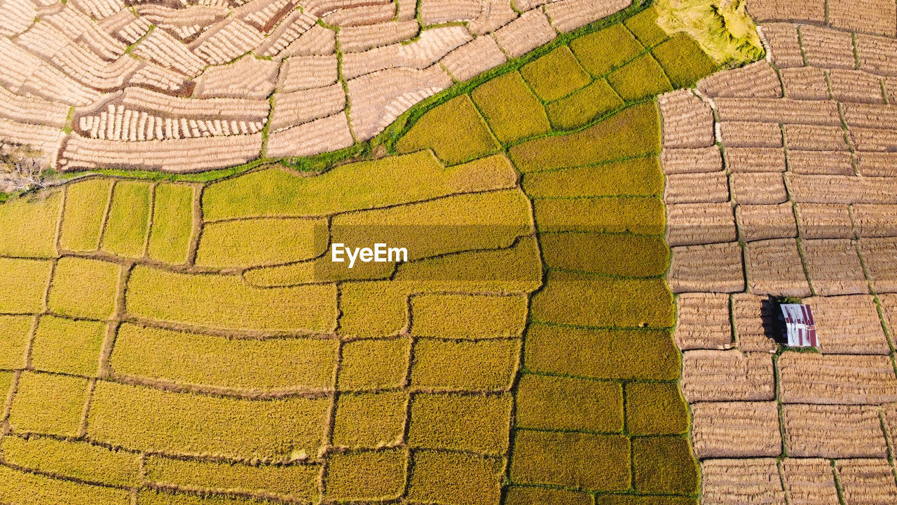 Top view above yellow paddy field during harvest season agriculture
