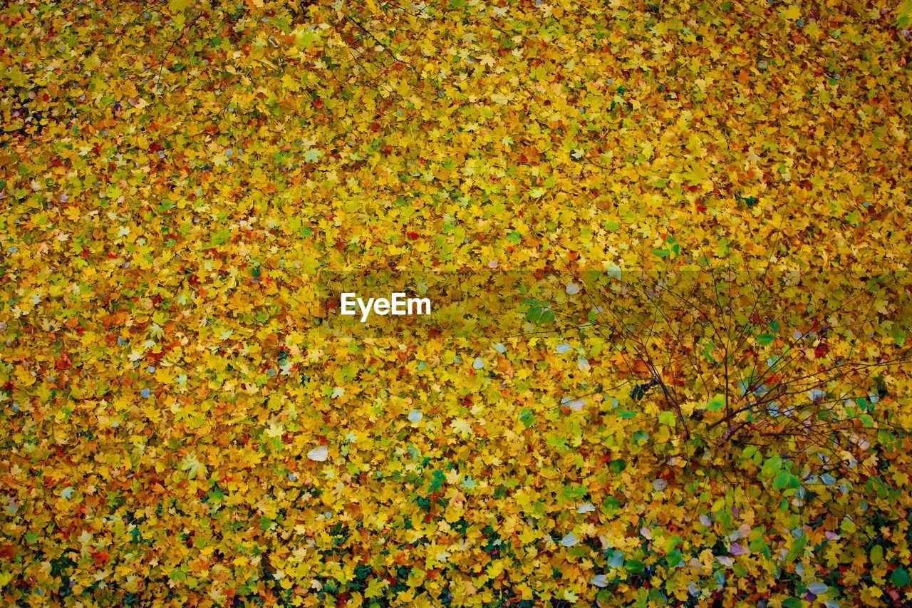 LEAVES ON FIELD