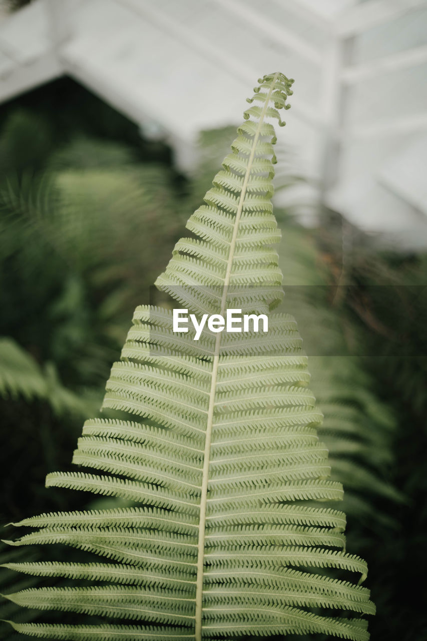 Close-up of fern against blurred background