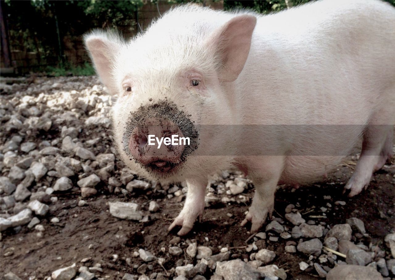 Close-up of a baby pig