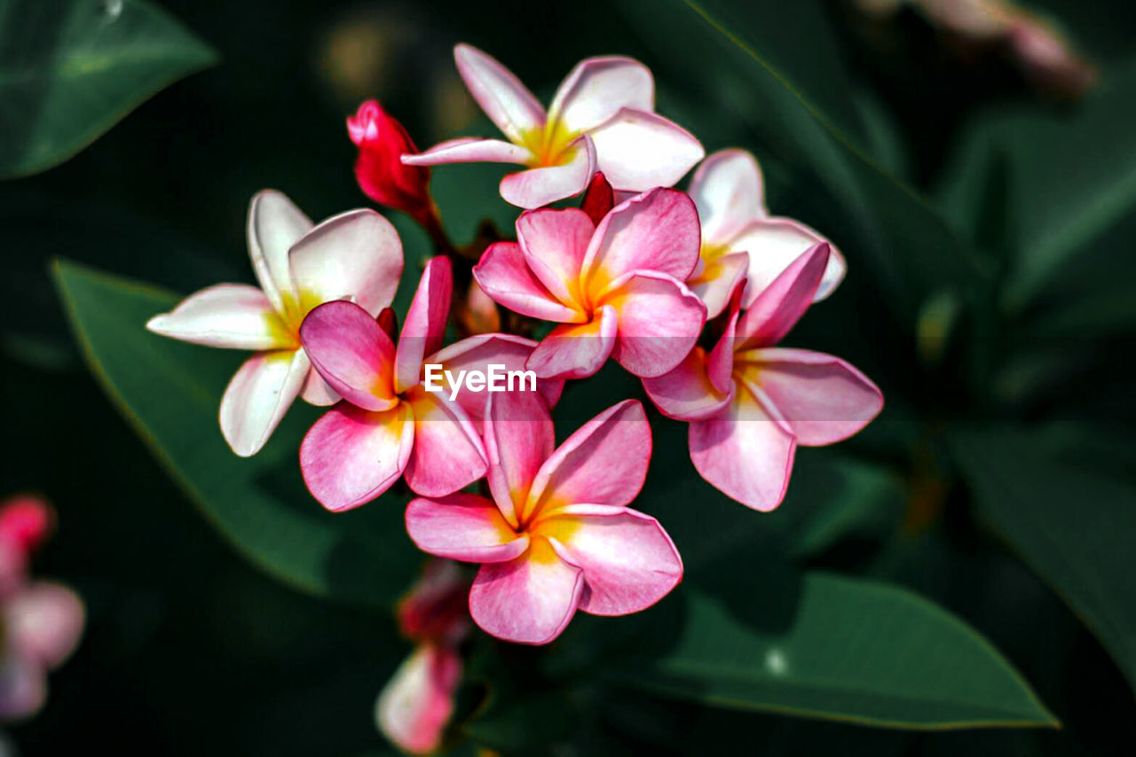 Close-up of pink frangipani flowers