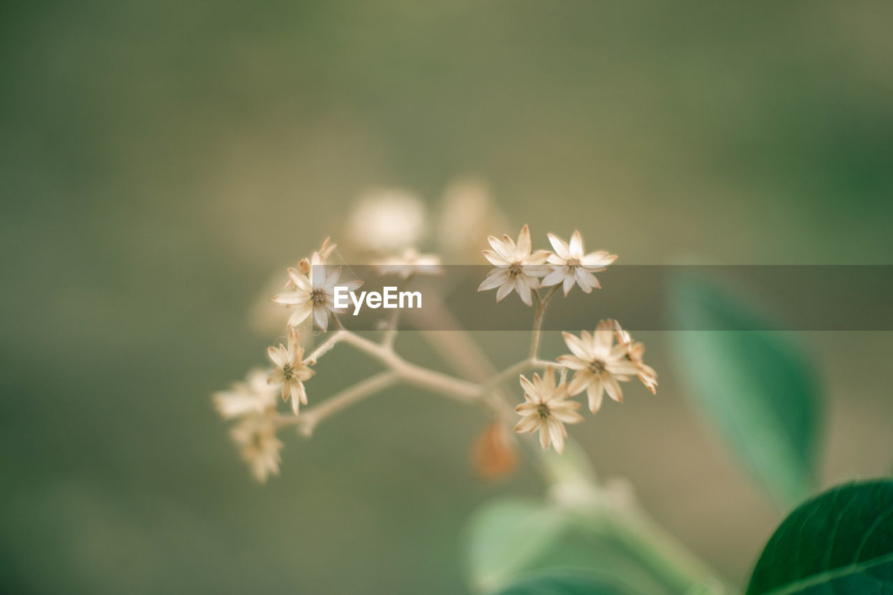 Close-up of white flowering plant