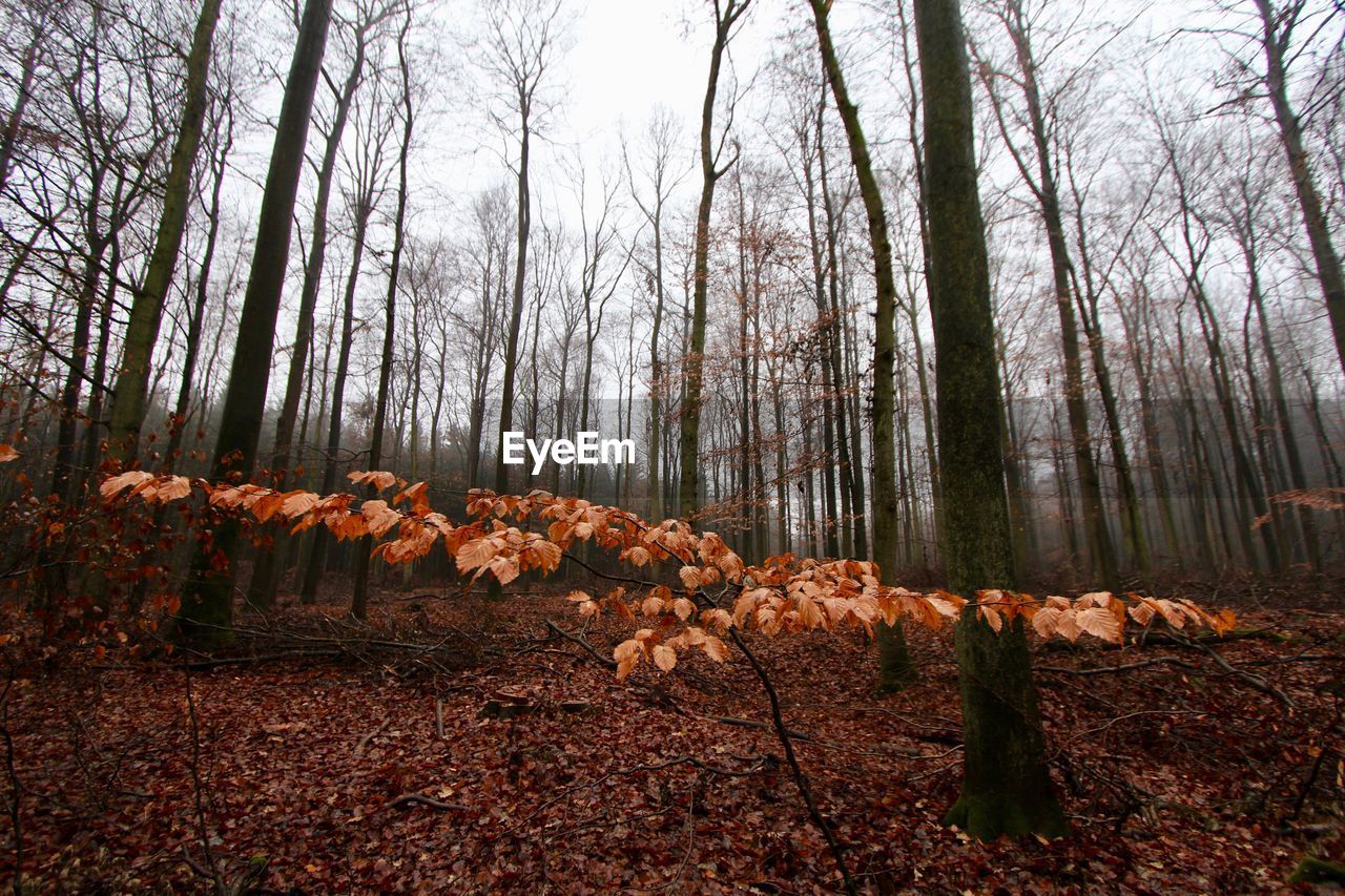 TREES GROWING IN FOREST AGAINST SKY